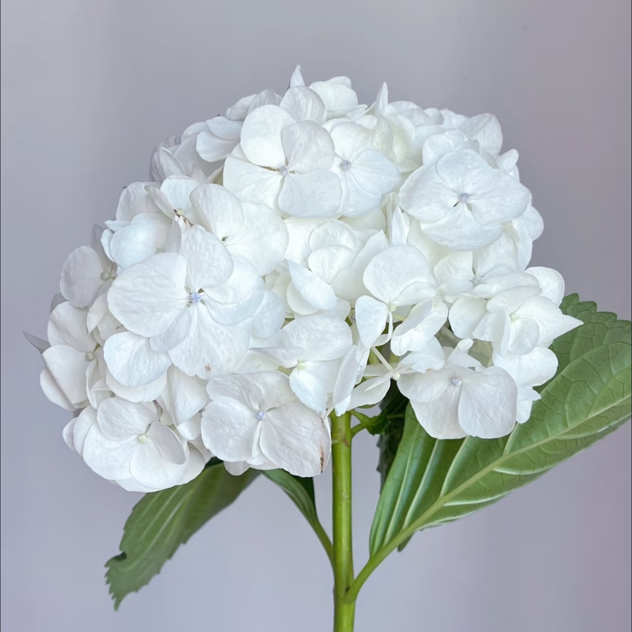 绣球白.jpg